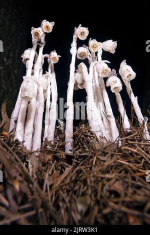 Pipe indienne ou plante fantôme (Monotroppa uniflora) - près de la forêt nationale de Pisgah, Brevard, Caroline du Nord, États-Unis Banque D'Images