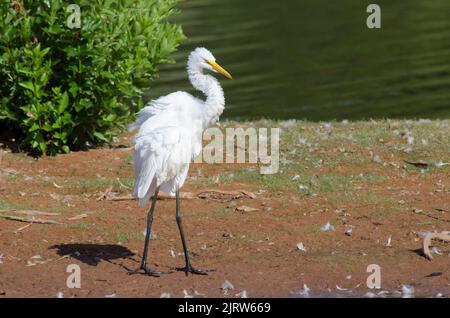 Grand Egret, Ardea alba, en secouant l'excès d'eau Banque D'Images