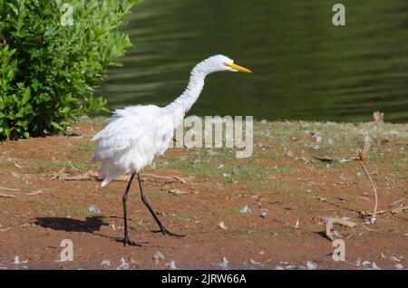 Grand Egret, Ardea alba, en secouant l'excès d'eau Banque D'Images