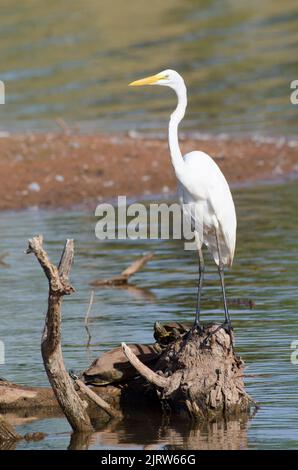 Grand Egret, Ardea alba, et le slider à aigrees rouges, Trachemys scripta, en rondins Banque D'Images