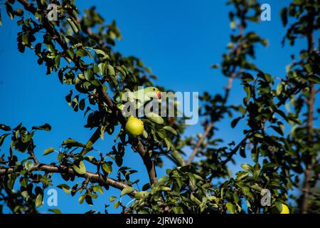 Parakeet dans un arbre de poire Banque D'Images