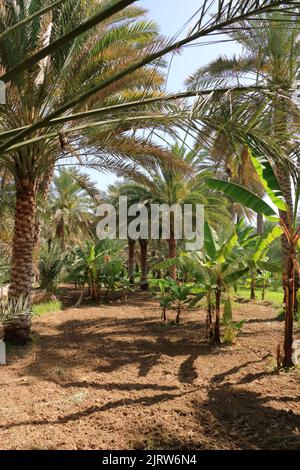 Plantations de palmiers à Birkat al Mouz en Oman Banque D'Images