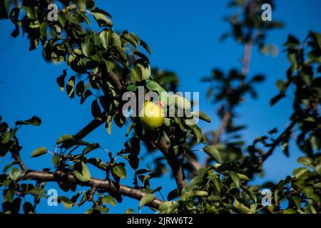 Parakeet dans un arbre de poire Banque D'Images