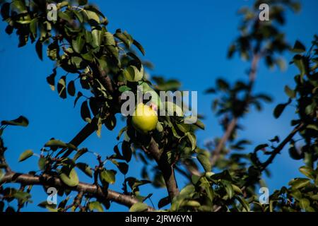 Parakeet dans un arbre de poire Banque D'Images