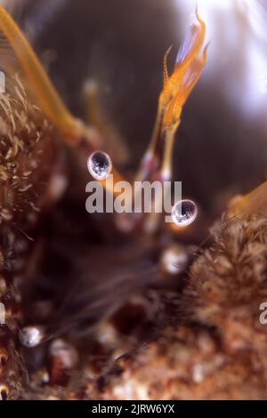 Un gros plan d'un crabe ermite fragile dans sa coquille montre ses yeux fortement focalisés. Banque D'Images