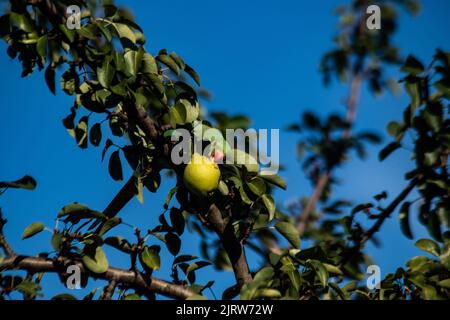 Parakeet dans un arbre de poire Banque D'Images