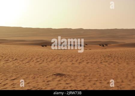 Clôture de chèvres sous les dunes du désert sable de wahiba en Oman Banque D'Images