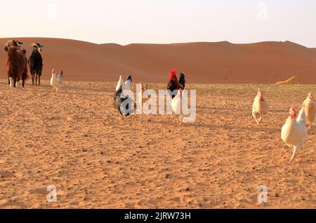 Chèvres et poulets clôture sous les dunes du désert sable de wahiba dans l'Oman Banque D'Images