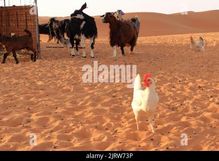 Chèvres et poulets clôture sous les dunes du désert sable de wahiba dans l'Oman Banque D'Images