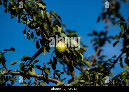 Parakeet dans un arbre de poire Banque D'Images