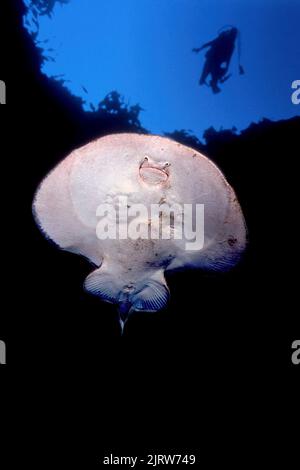 Un rayon électrique descend dans l'eau profonde que je m'assure de rester à l'écart de son corps émetteur d'élétricité. Banque D'Images