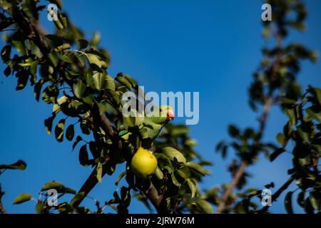 Parakeet dans un arbre de poire Banque D'Images