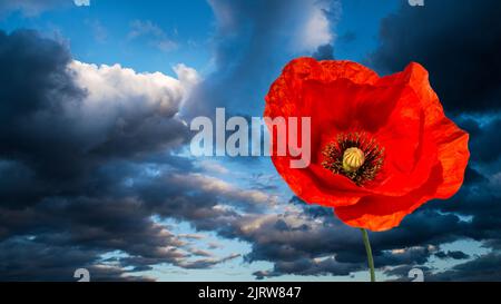 Fleur de pavot naturelle sur fond bleu ciel avec nuages sombres. Papaver rhoeas. Gros plan de la fleur fragile de la rose de maïs sauvage. Souvenir. Banque D'Images