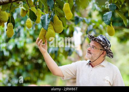 Jaque growing on tree. Farmer picking fruits tropicaux exotiques de la Thaïlande et de la Malaisie. L'homme regardant jack mûrs fruits sur une ferme biologique dans le sud-est Banque D'Images