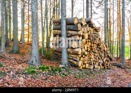 Arbres tombés et bois d'œuvre dans la forêt d'automne pendant le beau coucher du soleil. Ressource en bois préparée pour le transport à l'usine de bois d'œuvre. Couleurs fraîches et vibrantes Banque D'Images