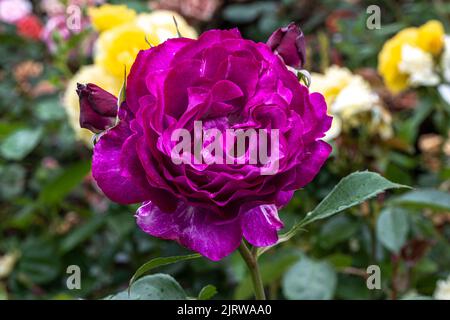 Fleur pourpre d'une rose centenaire Banque D'Images