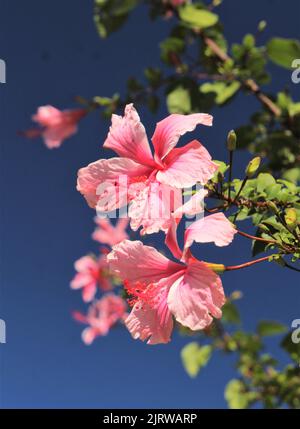 Grand hibiscus rose fleurs contre ciel bleu Banque D'Images