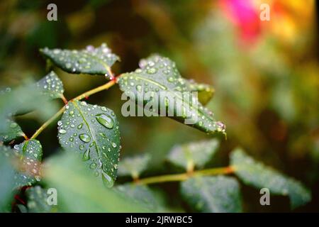 De l'eau ou de la pluie s'échappe sur les feuilles d'un rosier Banque D'Images