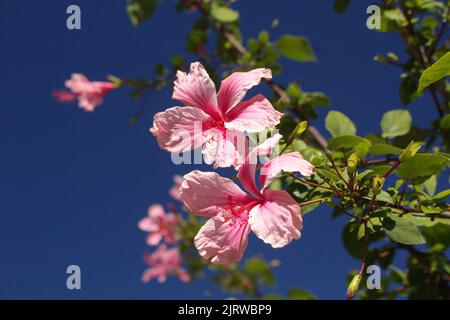 Grand hibiscus rose fleurs contre ciel bleu Banque D'Images