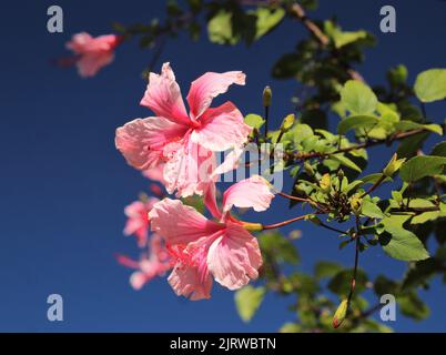 Grand hibiscus rose fleurs contre ciel bleu Banque D'Images