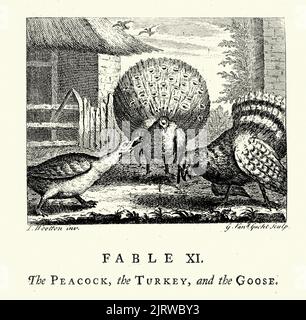 Gravure vintage le Peacock, la Turquie et l'OIE, des Fables de John gay 18th siècle Banque D'Images