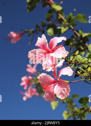 Grand hibiscus rose fleurs contre ciel bleu Banque D'Images