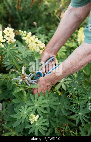 Jardinier collectant les graines de Lupin 'Russell lustre' (Lupinus polyphyllus) Banque D'Images