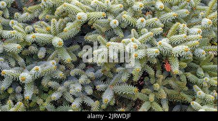 Magnifique détail d'arbre de sapin argenté-bleu ornemental dans un jardin au Danemark Banque D'Images