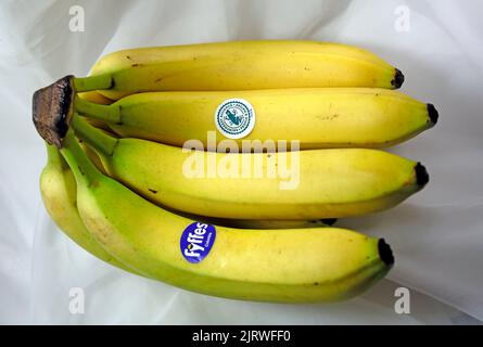 Un bouquet de bananes jaunes mûres non pelées. Configuration du studio Banque D'Images