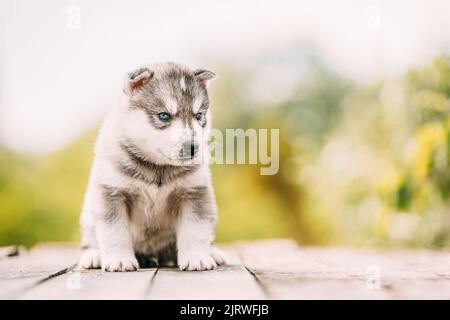 Husky Puppy de quatre semaines de couleur blanc-gris, assis sur un sol en bois. Banque D'Images