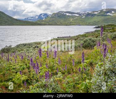 Monkshood Aconitum napellus et saules nains à 1400m ans surplombant le lac Bygdin dans le parc national de Jotunheimen Norvège Banque D'Images