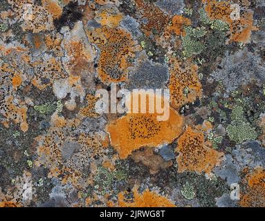 Communauté colorée de lichens de plusieurs espèces sur des rochers dans le parc national de Jotunheimen, dans le centre de la Norvège Banque D'Images