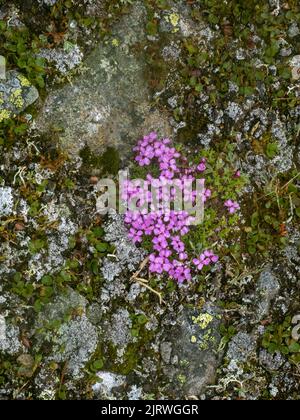 Moss Campion Silene acaulis pousse dans des champs de roches montagnardes à 1500m dans le parc national de Jotunheimen en Norvège Banque D'Images