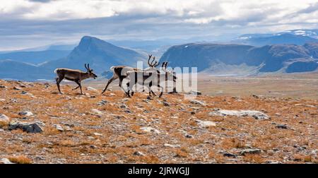 Renne Rangifer tarandus tournant sur Fisketjernnuten au-dessus du plateau de Valdresflye dans le parc national de Jotunheimen Norvège Banque D'Images