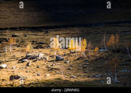 Les ombres se glissent dans le paysage d'automne des larches dorées Banque D'Images