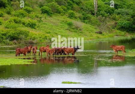 Bétail. Le bétail de Brahman rouge traversant une zone inondée à Campina Grande, Paraiba, Brésil, sur 26 juin 2005. Banque D'Images