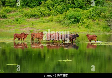 Bétail. Le bétail de Brahman rouge traversant une zone inondée à Campina Grande, Paraiba, Brésil, sur 26 juin 2005. Banque D'Images