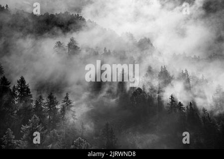 la lumière du soleil brille à travers la brume qui surplombe une colline boisée recouverte de pins. Ombres atmosphériques en noir et blanc Banque D'Images