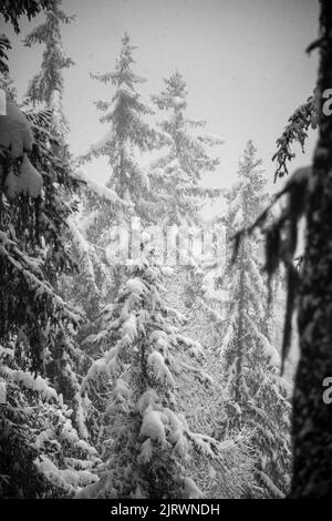 Un hiver brumeux dans une forêt de pins avec des arbres couverts de neige Banque D'Images