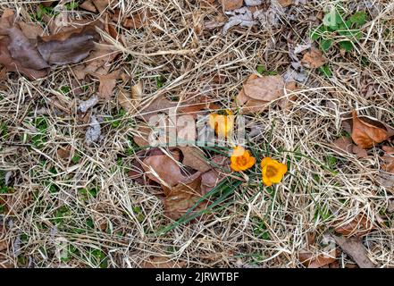 Les fleurs de crocus d'orange sont les premières à se lever pour ajouter un peu de gaieté et de beauté à la terre d'hiver autrement drab. Le ressort est un Banque D'Images