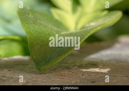 Gros plan de la plante du foyer Crassula ovata (plante de jade, plante chanceuse, plante de l'argent ou arbre de l'argent) plante succulente Banque D'Images