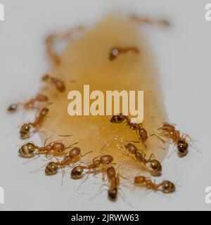 photo macro des fourmis mangeant du miel sur fond blanc Banque D'Images