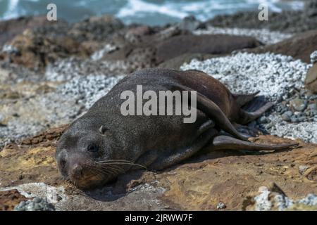 Phoque à fourrure de Nouvelle-Zélande (Arctocephalus forsteri) reposant sur des roches au rivage Banque D'Images