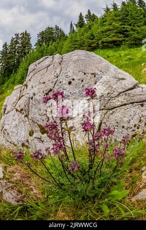 Evergreen Mountain, Cascade Range, Mt. Forêt nationale de Baker-Snoqualmie, État de Washington, États-Unis Banque D'Images