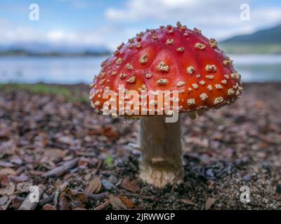 Champignon rouge à pois blancs (Amanita muscaria) avec lac te Anau en arrière-plan Banque D'Images