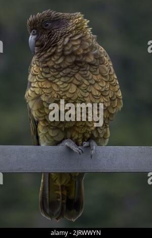 Oiseau de perroquet de Kea de Nouvelle-Zélande avec la tête inclinée debout sur le poteau Banque D'Images