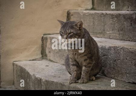 Homme rayé gris (Tabby Cat) debout sur les escaliers étant paresseux et endormi Banque D'Images