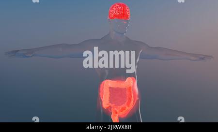 Syndrome du côlon irritable (SII), gastrite, ulcère peptique, pancréatite. Crampes douloureuses dans l'estomac, ventre souffrant de douleurs abdominales sévères, excavation humaine Banque D'Images