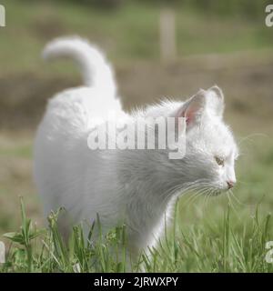 Chat domestique blanc pur marchant dans le champ regardant dans l'herbe Banque D'Images