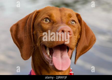 Portrait de chien Vizsla Banque D'Images